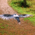 'In Flight'  2005