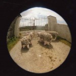 'The 3  little Pigs'  2005