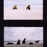 'Dogs at the beach' 2002