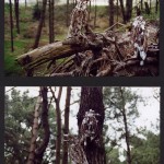 'Birds in a wood' 2003