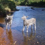 Deer in the Gihon river, Vermont 2009