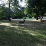 'Deer in the Botanical Gardens' 2010