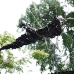 'Corvus in flight' 2010