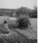 Wolf dog in the snow, Meath  2005